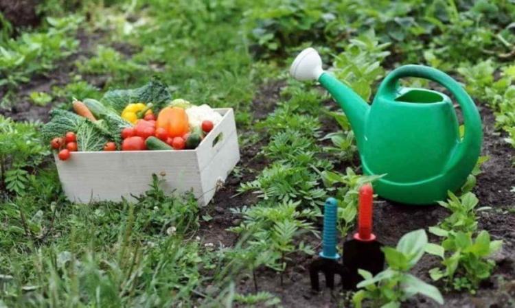 15 полезных советов для дачи