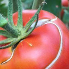 Почему трескаются помидоры и что делать?